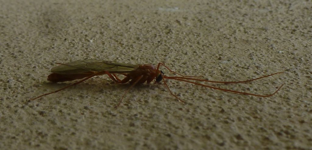 Ichneumonidae: cfr. Ophion sp.,